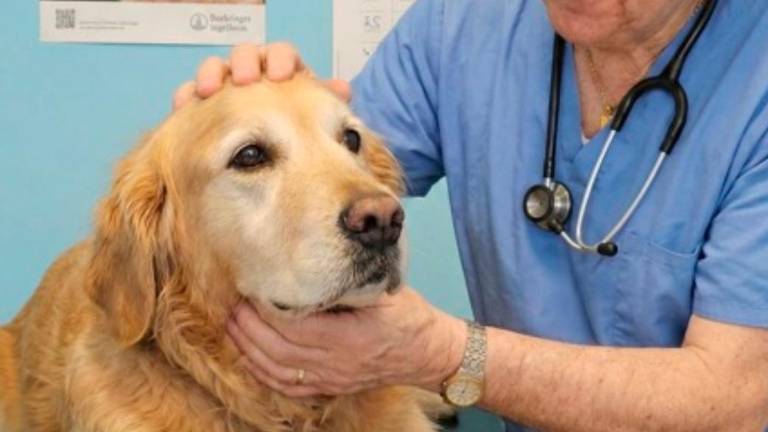 I nostri amici a quattro zampe non sono oggetti da regalare ma esseri senzienti da adottare consapevolmente