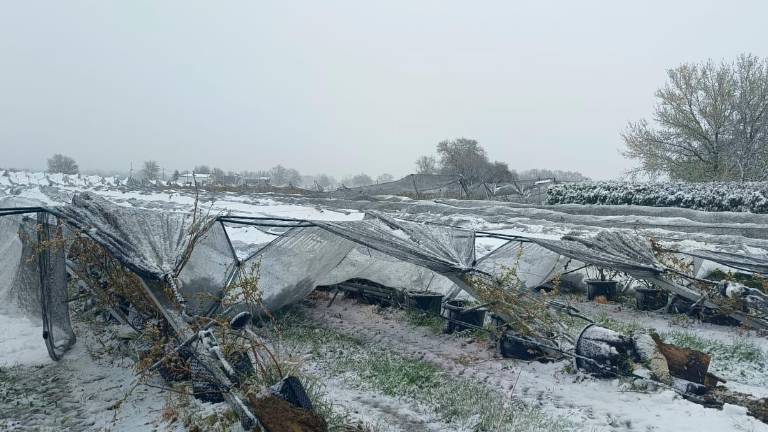 Forlì-Cesena, dopo la neve, timori per l’agricoltura: “Rischio gelate tardive”