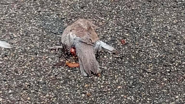 Uno dei piccioni morti