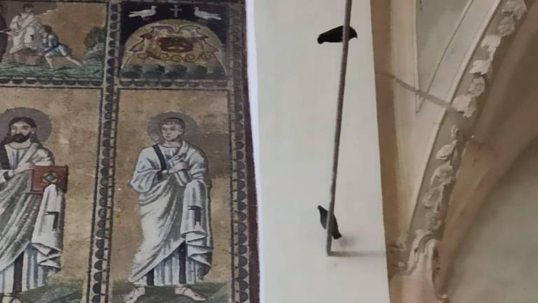 Due dei piccioni presenti fotografati ieri pomeriggio nella basilica di Sant’Apollinare nuovo, patrimonio dell’Unesco