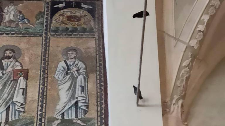 Animalisti a Sant’Apollinare Nuovo a Ravenna: «Allontanare i piccioni senza nuocere»