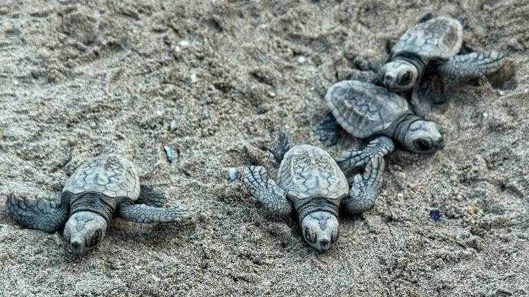 Tartarughe appena nate sulla spiaggia di Punta Marina