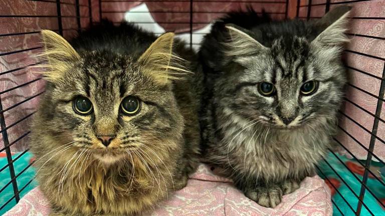 Cesena, gattile sovraffollato: completato il “trasloco” dei gatti in Umbria