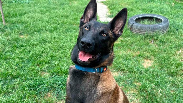Leo è un cucciolo di Pastore Belga Malinois con una displasia importante a un arto