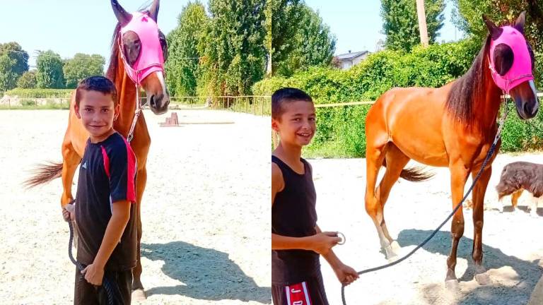 Cesena, salvano cavalla da corsa infortunata adottandola