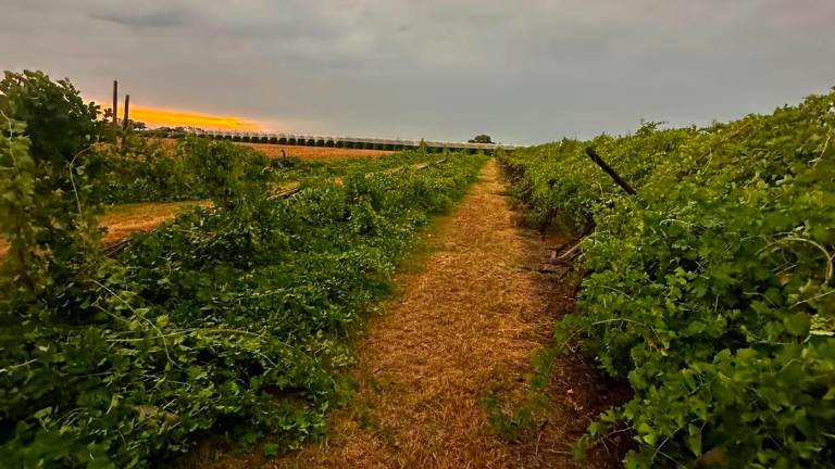 Maltempo, danni ingenti in agricoltura nella Bassa Romagna e in provincia di Forlì-Cesena GALLERY