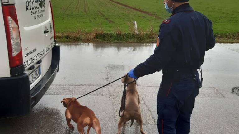 Traffico di cuccioli dall'Est: arrestato a Rimini per truffa
