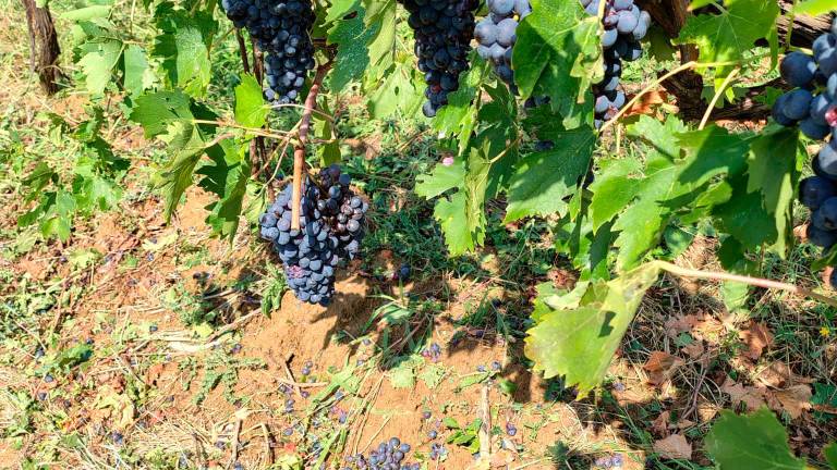 Grandine e vento in Romagna: danni alle vigne, ai frutteti e alle strutture agricole