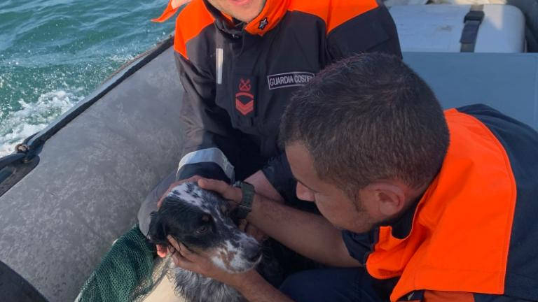 Cane in balia delle correnti a Porto Corsini salvato dalla Capitaneria