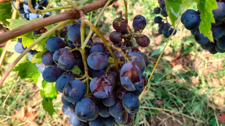 Grandine e vento in Romagna: danni alle vigne, ai frutteti e alle strutture agricole