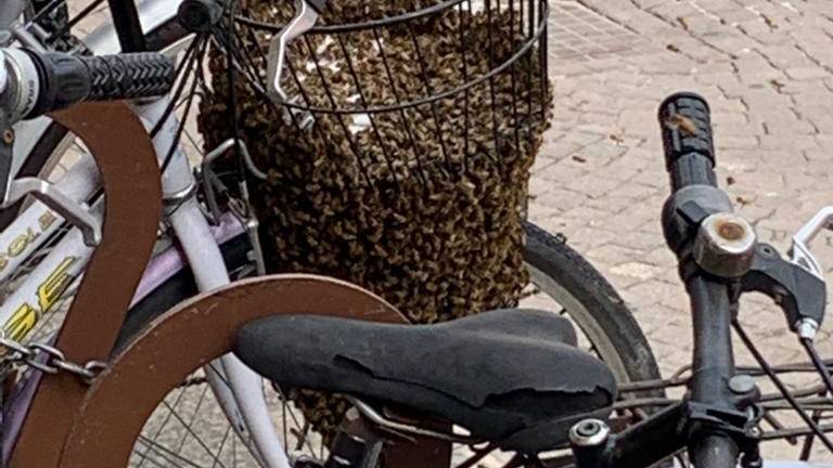 Rimini, invasione di migliaia di api in piazza Cavour. Il video