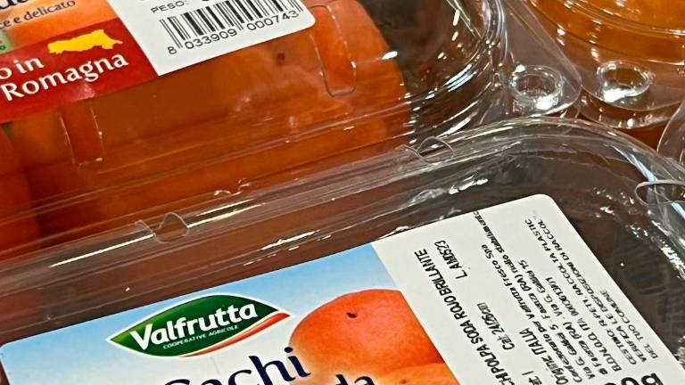 Dal Giappone a Faenza: la terra dei cachi ora è in Romagna
