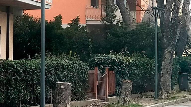 Ravenna, a Lido di Classe tronchi in strada ad oltre un anno dal taglio degli alberi - Gallery
