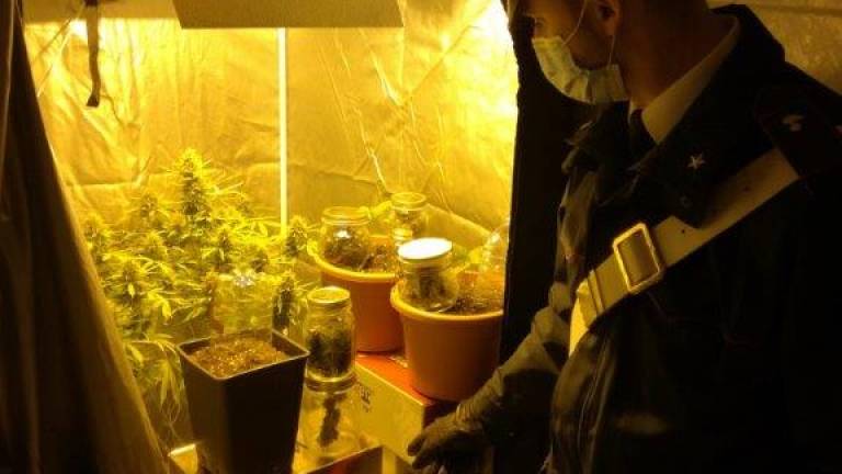 Saludecio. Una serra di marijuana in casa, arrestato 28enne
