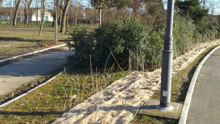 Al parco di Ponente di Cesenatico messe a dimora 680 nuove piante