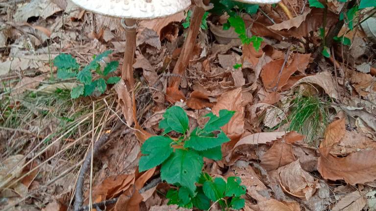 Tempo di funghi: gli orari degli Sportelli Micologici in Romagna