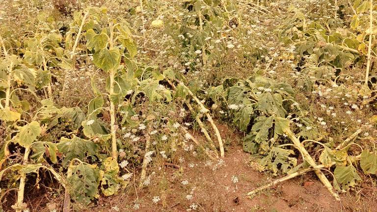 Violenta grandinata, gravi danni tra Rimini e Cesena