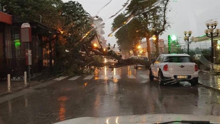 Raffiche di vento, alberi caduti, strade della Riviera in tilt