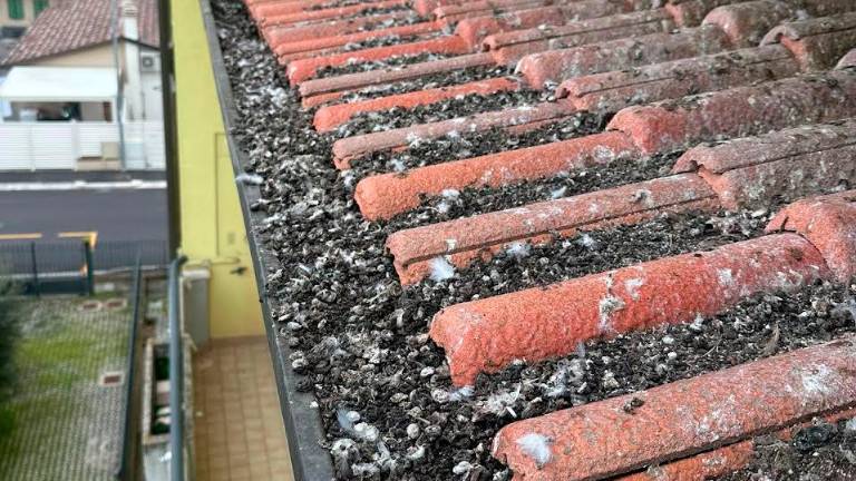 Il guano dei piccioni su un tetto a Capanni