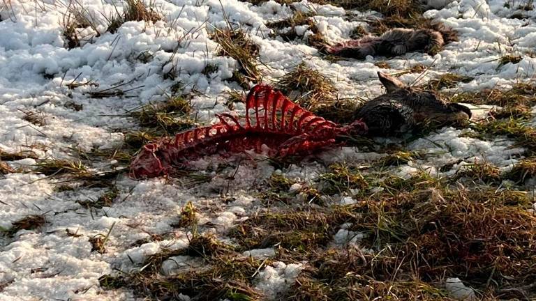 Sopra la carcassa di capriolo, sotto un lupo vicino alle abitazioni