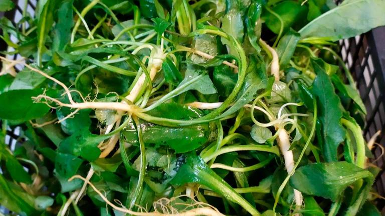 Borghi, la Sagra del raperonzolo torna a regalare antichi sapori per due giorni: non accadeva da 4 anni