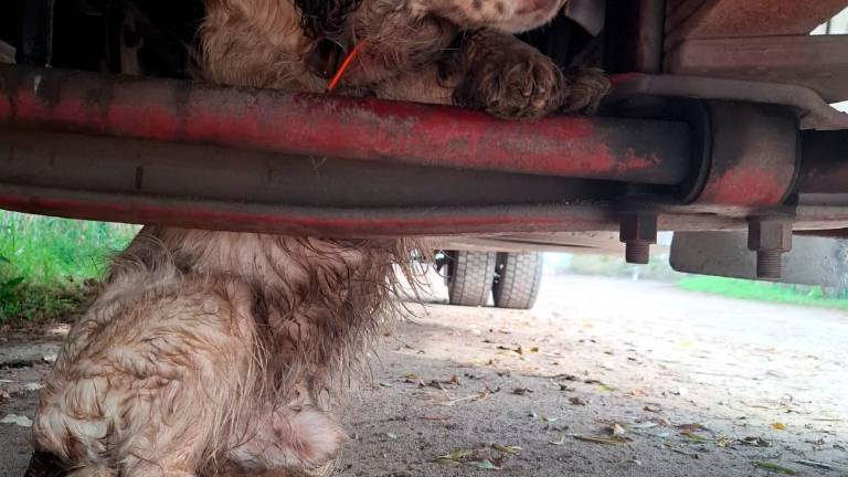 Ravenna, lancia il cane dall’auto in corsa sulla statale Romea