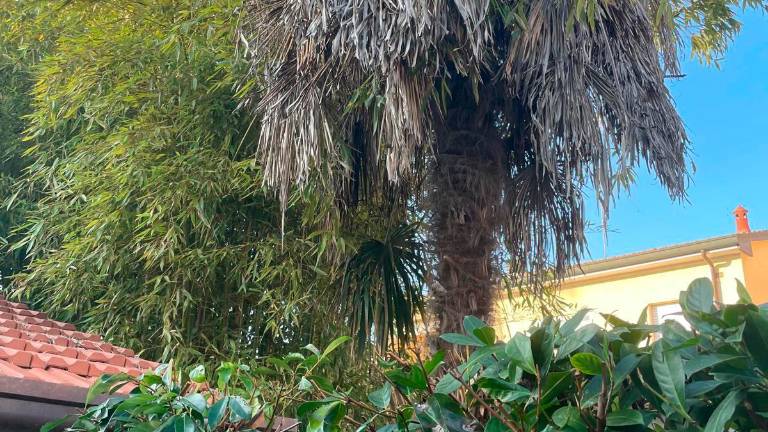 Ravenna, farfalla fa strage di palme ornamentali: “Non ha antagonisti naturali”