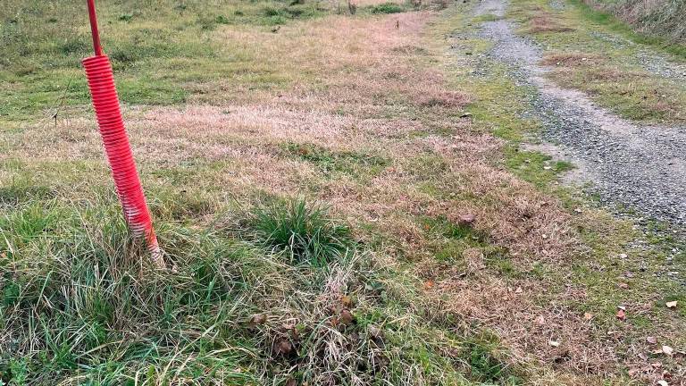 Bocconi avvelenati in un parco