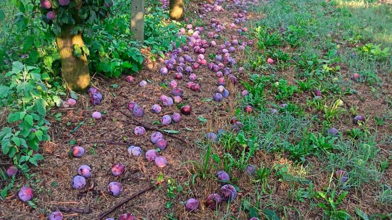 Maltempo, danni ingenti in agricoltura nella Bassa Romagna e in provincia di Forlì-Cesena GALLERY