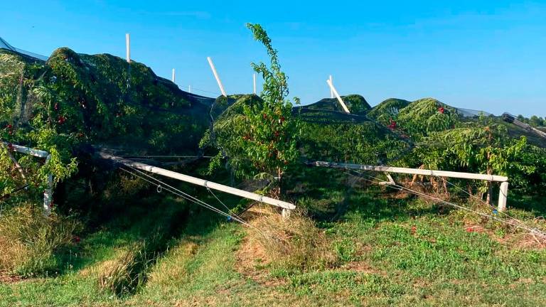 Maltempo, nell’Imolese danni ingenti in agricoltura. A Forlì-Cesena 36 interventi dei vigili del fuoco