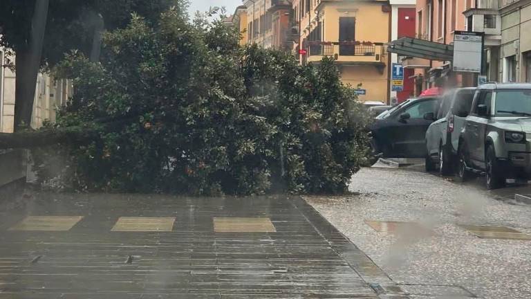 Cesena, strage di alberi per il forte vento GALLERY