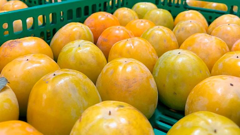 Dal Giappone a Faenza: la terra dei cachi ora è in Romagna