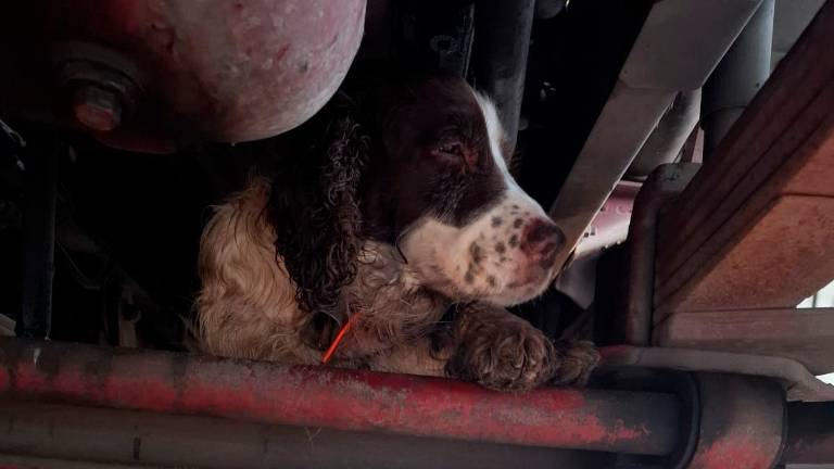 Ravenna, lancia il cane dall’auto in corsa sulla statale Romea