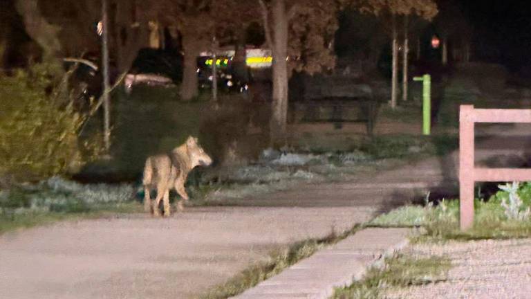 Un lupo avvistato in città foto di repertorio