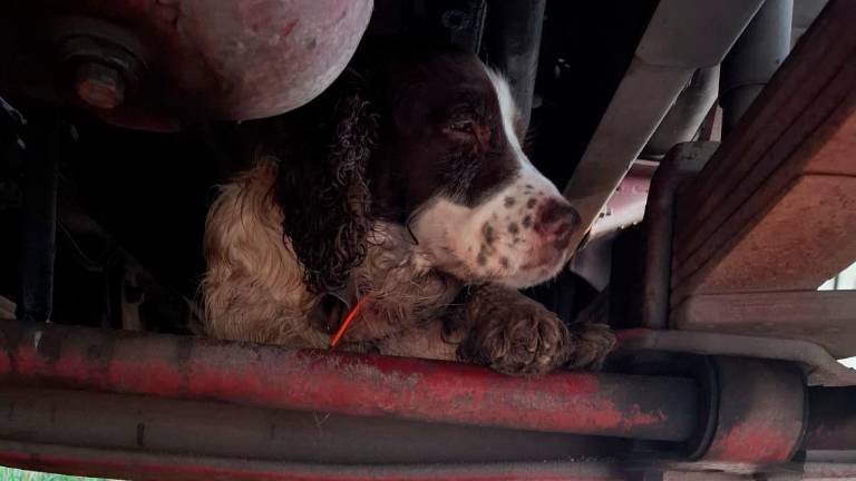 Il cane simil setter recuperato dalla polizia locale sotto un rimorchio