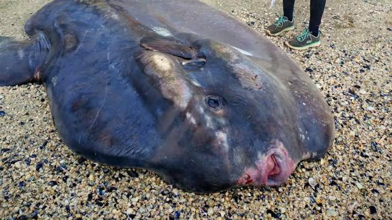 Il pesce luna ritrovato questa mattina a Marina di Ravenna nei pressi della diga