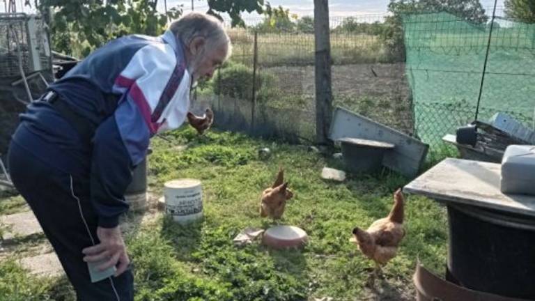 Galline nell'orto ai confini della città: anziano multato a Ravenna