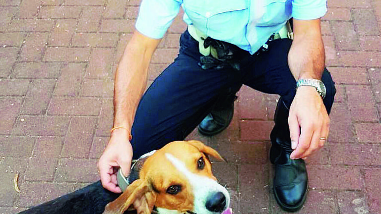 Forlì, salvato cane incastrato con la testa nella cancellata