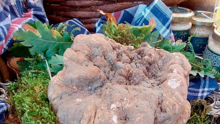 Sant’Agata Feltria, domenica Fiera del tartufo bianco, c’è anche la gara per cani GALLERY