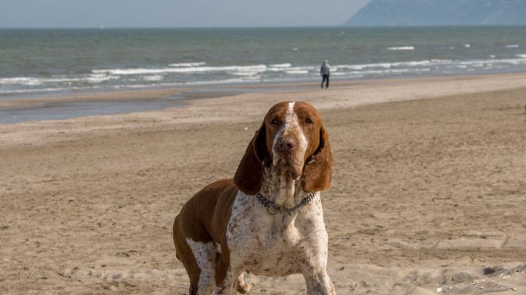 A Riccione i cani potranno fare il bagno in tre spiagge libere