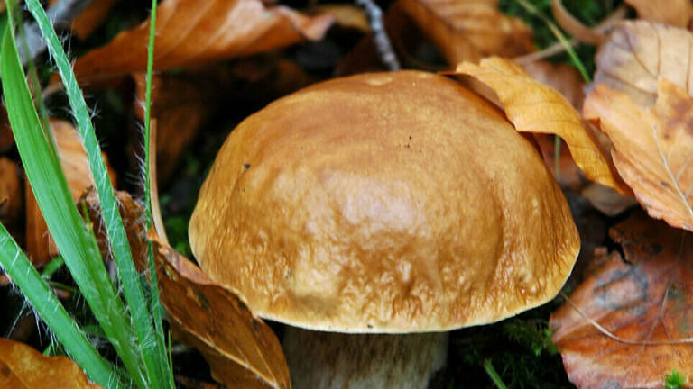 Raccolta funghi nel Parco nazionale Foreste Casentinesi