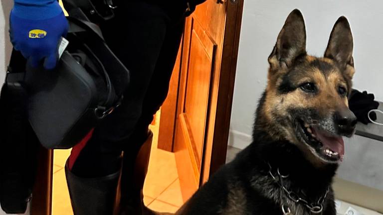 Forlì, controllo con il cane One: arrestato con hashish e cocaina