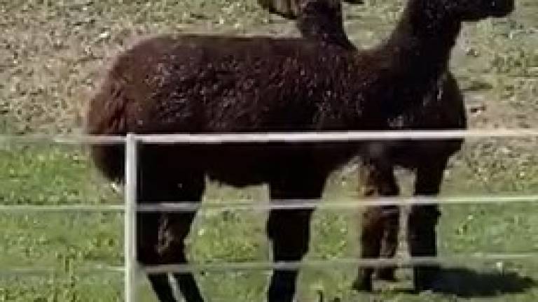 Ravenna, due alpaca si fanno la doccia con l'irrigatore - VIDEO