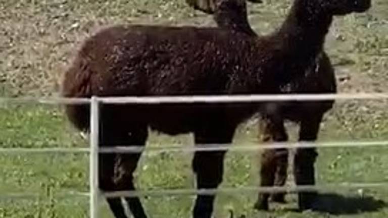 Ravenna, due alpaca si fanno la doccia con l'irrigatore - VIDEO