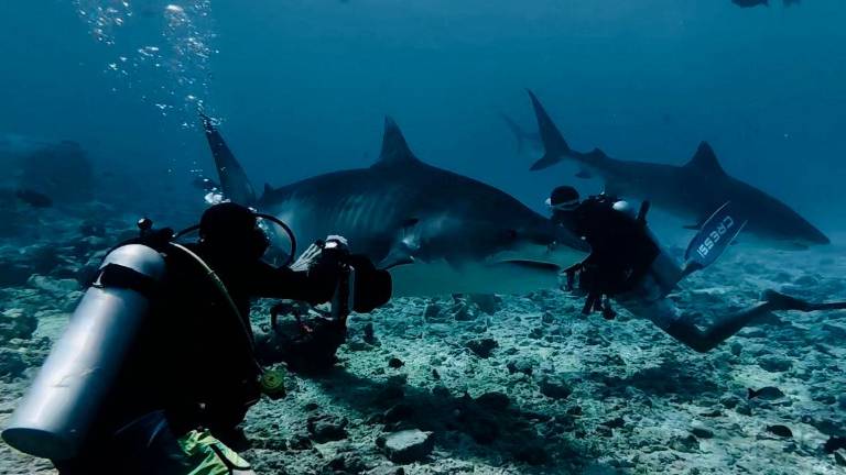 Cattolica, 4 amici a studiare gli squali alle Maldive: “Nessuno si sentiva in pericolo”