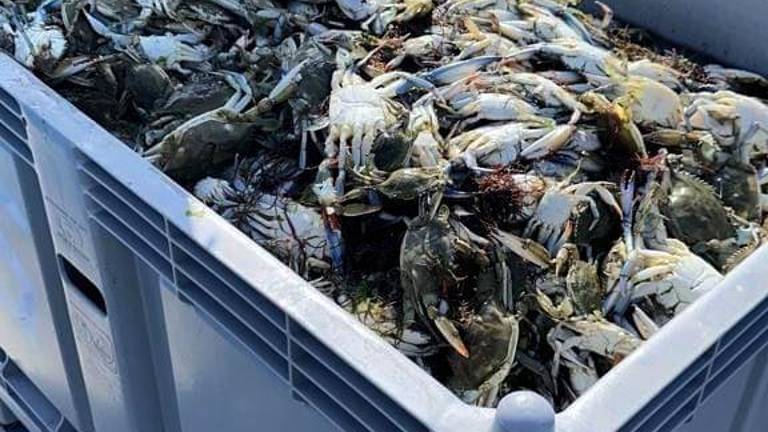 Alluvione e granchio blu: 7 milioni ad agricoltori e pescatori dalla Regione Emilia-Romagna