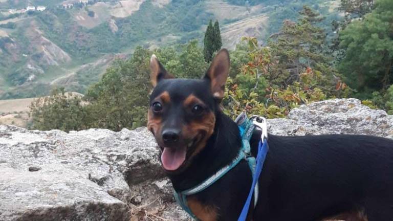 Faenza, non cura il suo cane col femore rotto: Enpa ammessa parte civile