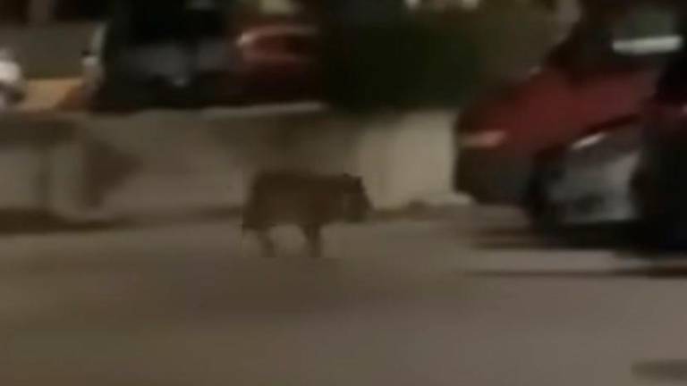 L’animale nel retro di piazza