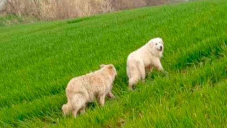 Rimini, Giglio e Lucilla: i cani in fuga da casa ritrovati a 100 chilometri di distanza