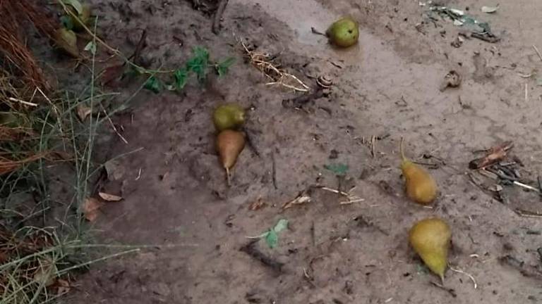 Maltempo, nell’Imolese danni ingenti in agricoltura. A Forlì-Cesena 36 interventi dei vigili del fuoco